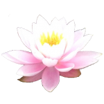 single-image
